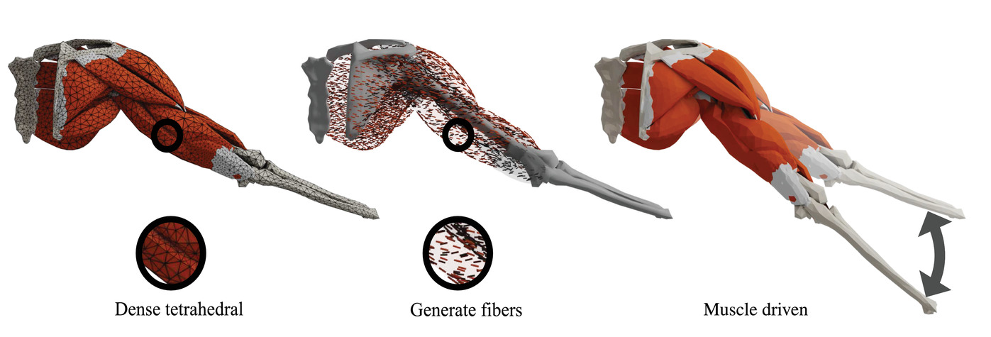 flexible muscle-based locomotion for bipedal creatures download
